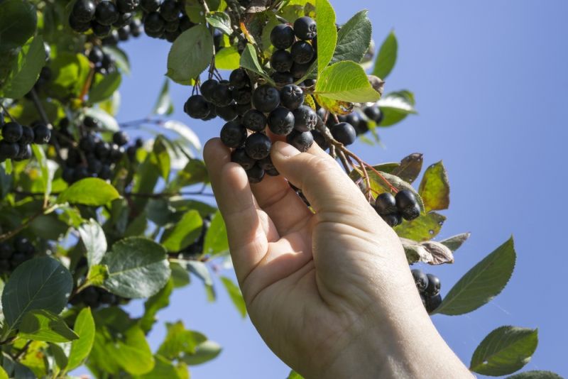 zber plodov aronia čierna