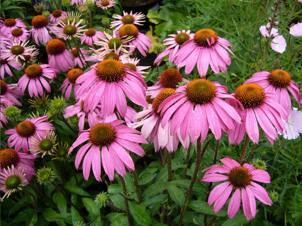 echinacea purpurova