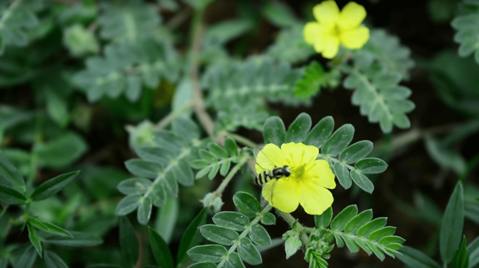 kotviční zemný - tribulus terestris