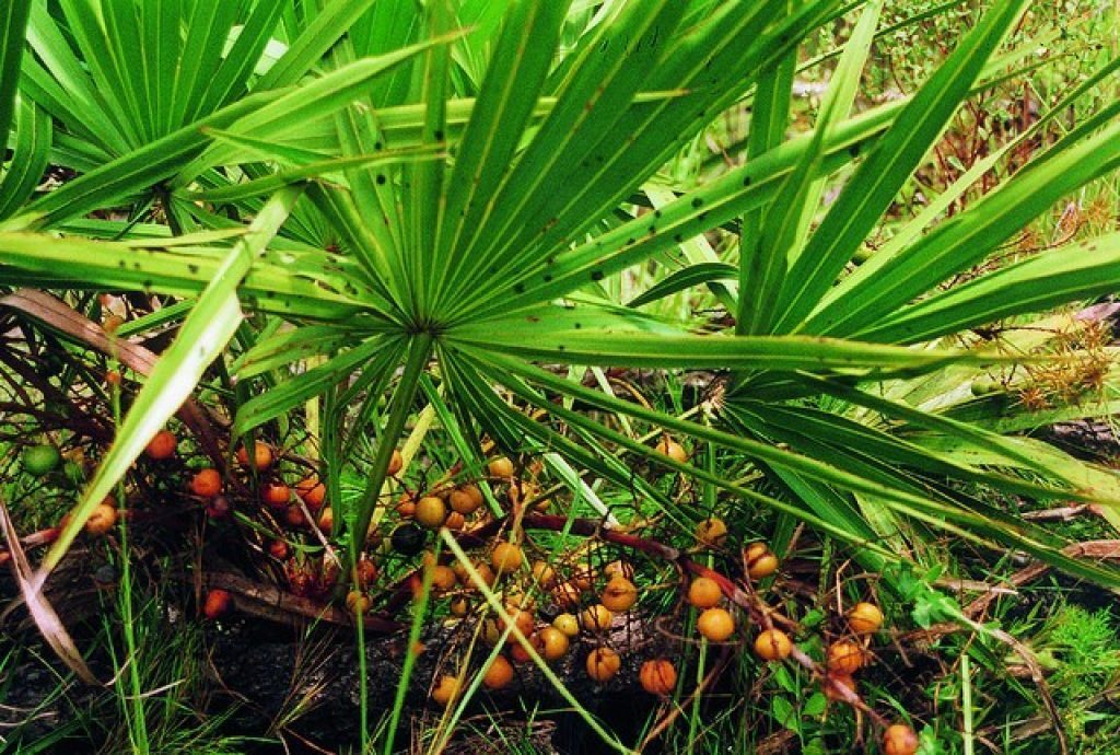 saw palmetto na liečbu zväčšenej prostaty