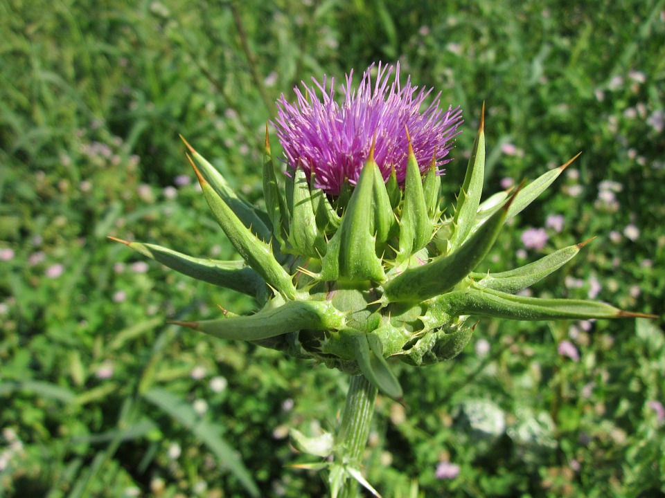 silybum marianum pestrec mariánsky